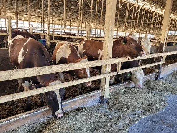 Сиыр, Simmental cattle