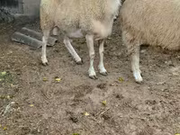 كبش, Assaf sheep — الصورة 2