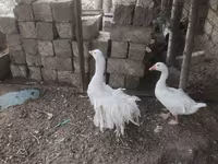 Geese — الصورة 3