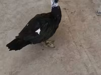 Ducks — Foto 2