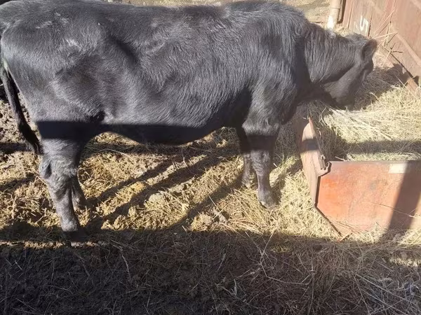 Kuh, Aberdeen-Angus