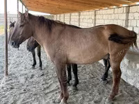 Caballo, Mugalzhar horse — foto 8
