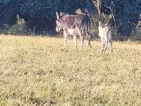 Caballos (lote, sexo no especificado), Caballos — foto 3