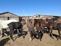 घोड़ी, Horse breed — फ़ोटो 7