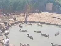 Ducks — फ़ोटो 2