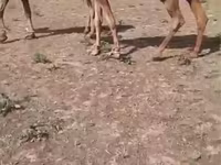 ناقة, Kazakh Bactrian camel — الصورة 4