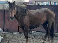 घोड़ी, Horse breed — फ़ोटो 5