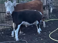ثور, Simmental cattle — الصورة 2