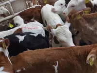 Bulle, Simmental cattle — Foto 1