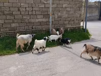 Cabra, Cabras — foto 1
