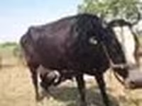गाय, Latvian Blue cattle — फ़ोटो 8