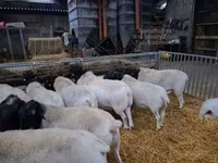 公羊, Dorper sheep — 照片 3