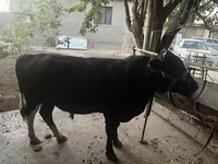 ثور, الماشية — الصورة 1