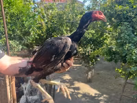 Chickens — 4-rasm