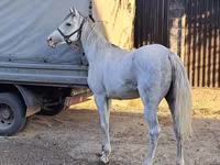 Hengst, Arabian horse — Foto 3