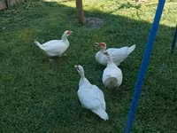 Ducks — 3-сурет