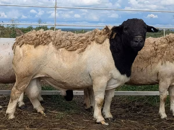 Widder, Dorper sheep