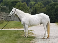 Aygʻir, National Show Horse — 2-rasm