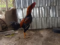 Chickens — Foto 4