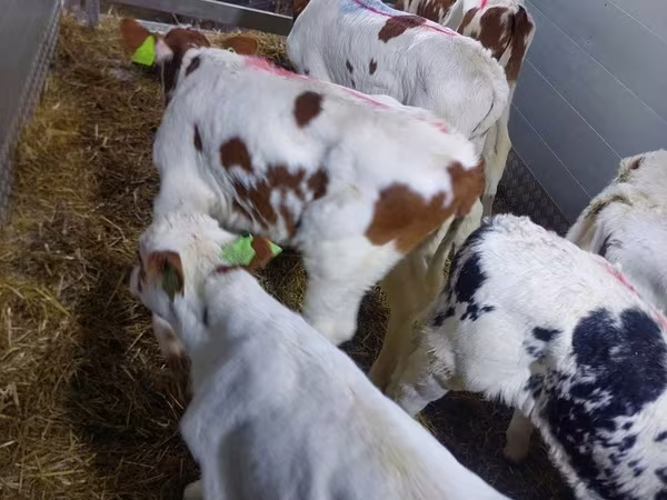 Bulle, Simmental cattle