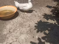 Ducks — 1-rasm