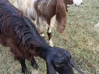 Ziege, Damask goat — Foto 3