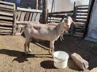 Ziegenbock, Saanen goat — Foto 4