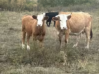 بقرة, Latvian Blue cattle — الصورة 4