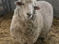 母羊, Sheep — 照片 7