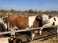 Sigir, Russian Black pied cattle — 1-rasm