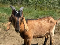 Ziegenbock, Nubian Goat — Foto 3