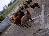 Ram, Sheep — photo 4