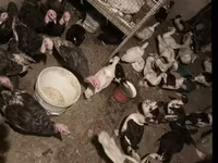 Turkeys — الصورة 1