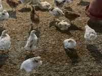 Chickens — 3-сурет