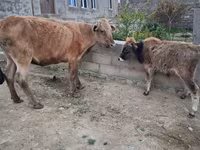 Cow, Cattle — photo 1
