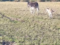 Caballos (lote, sexo no especificado), Caballos — foto 7