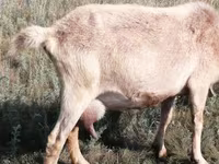 Cabra, Alpine goat — foto 3
