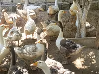 Geese — foto 1