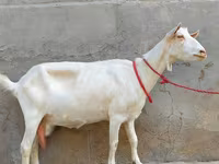 Коза, Saanen goat — фото 3