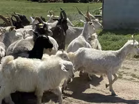 母山羊, Goats — 照片 2