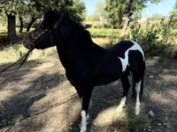 Pferde (Partie, Geschlecht nicht angegeben), American shetland pony — Foto 2