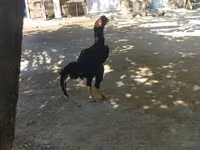 Chickens — फ़ोटो 1