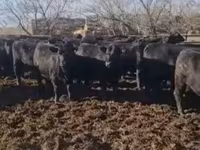 Vaca, Aberdeen-Angus — foto 1