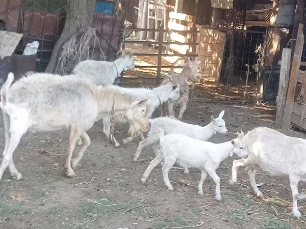 Cabra, Dutch Landrace goats