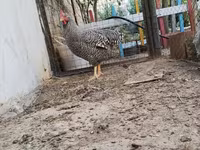 Chickens — 1-сурет