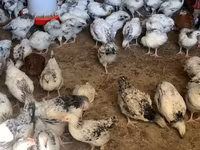 Chickens — Foto 1