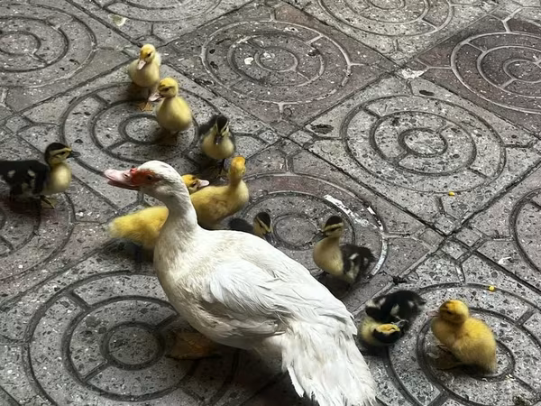 Domestic Muscovy