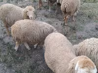 Sheep (batch, sex not specified), Sheep — photo 6