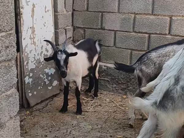 تيس, LaMancha goats