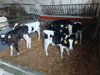 牛只（批次，未指定性别）, Russian Black pied cattle — 照片 4